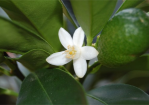 Orangenblüte (Neroli) - Parfumöl